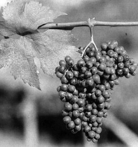 GrapesIlPostino